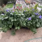 شتلة زهرة الخيط
