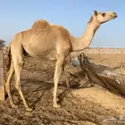 قعود ثني ولد سمحان