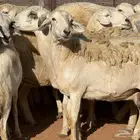 حريات كفو طيبه الحد 1150