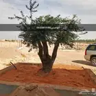 اشجار زيتون