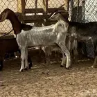 ثنيه ورباع عليها ثلاثه تيس وعناقين