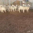تم البيع للبيع ذبايح حري