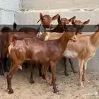 غنم محايل. تم البيع. تم البيع. تم البيع