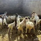 تيوس للبيع