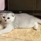 قطط كيتن