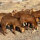 طليان سواكن ذبيح طيبه