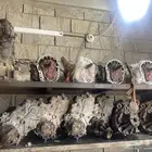 جير ايسوزو وانيت   دبل ايسوزو وانيت