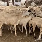رخال مهجنات حريات