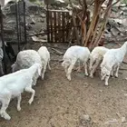موجود خرفان تيوس وادي ترج
