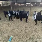 جفرات