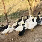 بط بكيني وشرشبر