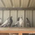 طبات باكستانيات