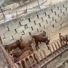 4جفران يضحون