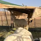 طلي فاخر من الاخر