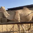 للبيع لقحه شقحه