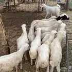 خرفان بلدي تربيه