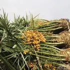 نخل خلاص القصيم   متواجد بحايل الان