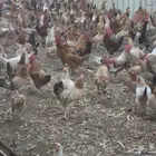 دجاج بلدي بياض