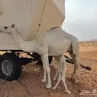 للبيع خلفه ثنو
