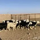 بهم نجد للبيع