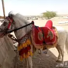 خيل وسيسي لايجار
