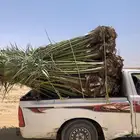 نخل خلاص ومجدول