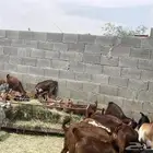 تيوس مندي ومحانذ البيع جملة وتفريد
