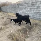 تيس فحل مشروط