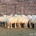 ضاان حرش