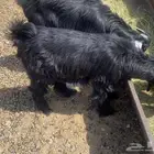 2 تيسين عوارض