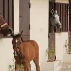 اسطبل وشالية