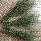 مرخ المدينة