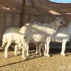 ضان حريات دفيع