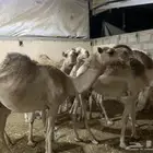 حاشي مناسبات