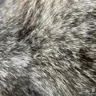 قطه ضايعه فالوشحاء