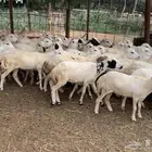 رخال مقاني