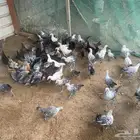 صيصان العمر 3 شهور