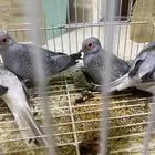 فروخ 5 اجواز وفارد زاجل طيبات وجوزين اماسي باض ونكسرت
