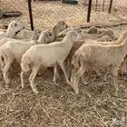 رخال بلدي