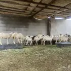 سبت الجاره