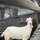 ماشاء الله تبارك الله 2 تيوس سمان