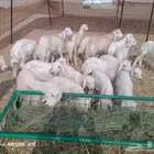 غنم حريه متاومه