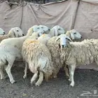 ضاان حرش
