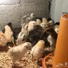 صوص بلدي ( تم البيع )