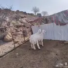 طليان ذبايح عدد 2 تم البيع
