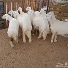 ذبائح بريه واذا ما اعجبتك لاتحاسب ريال واحد