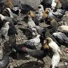 صوص بلدي