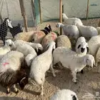 ذبائح طيبه