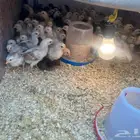 صيصان بلدي