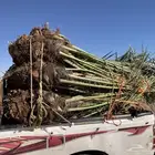 يوجد لدينا جميع انواع النخيل